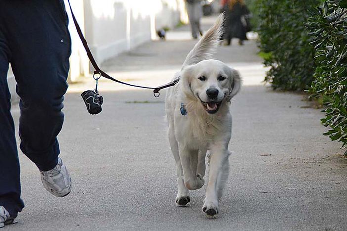 Grugliasco, cacche e pipì dei cani sotto il porticato del Municipio: pronte le microtelecamere per individuare i padroni Grugliasco, cacche e pipì dei cani sotto il porticato del Municipio: pronte le microtelecamere per individuare i padroni