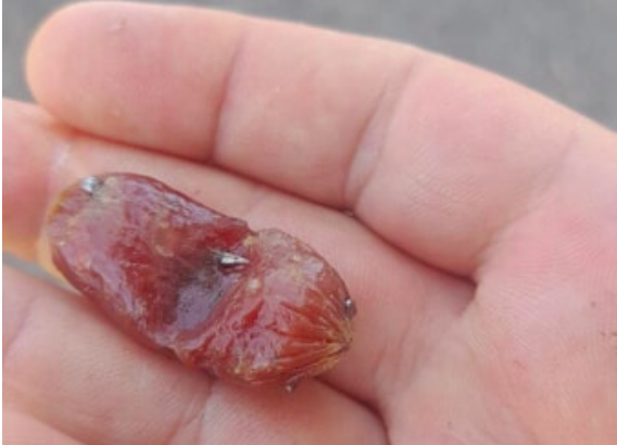 Foto dal gruppo facebook "Sei di Grugliasco se..."