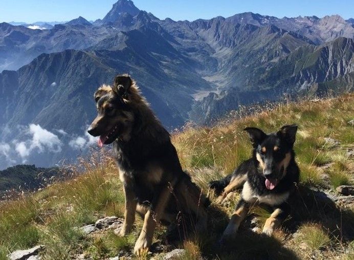 conferenza m5s e foto cani uccisi conferenza m5s e foto cani uccisi