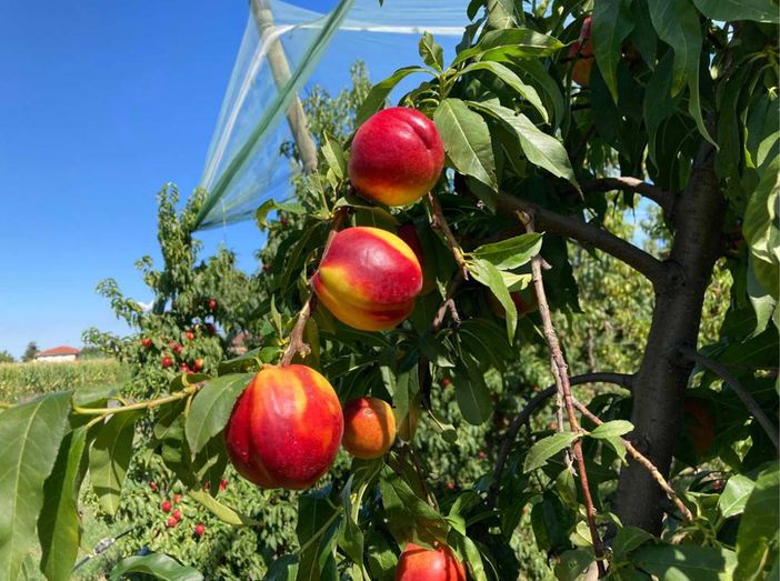 alberi da frutta alberi da frutta