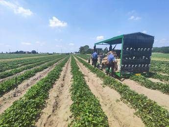 Ferrara, donna muore schiacciata dal trattore in azienda agricola Ferrara, donna muore schiacciata dal trattore in azienda agricola
