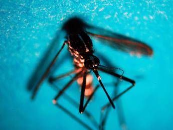 West Nile, altri due casi sospetti a Latina: verifiche in corso West Nile, altri due casi sospetti a Latina: verifiche in corso