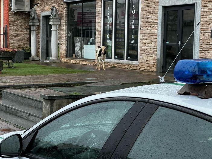 "Cliente" inatteso alle Gru: un vitello scappato da una cascina crea il panico a Grugliasco "Cliente" inatteso alle Gru: un vitello scappato da una cascina crea il panico a Grugliasco