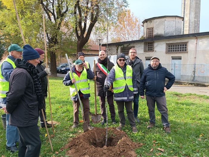 Collegno, per fare un albero ci vogliono 470 kg di sughero: piantumata una pianta Collegno, per fare un albero ci vogliono 470 kg di sughero: piantumata una pianta