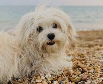 Spiagge, dall'accesso con i cani al gioco a pallone ecco il vademecum dei diritti dei bagnanti Spiagge, dall'accesso con i cani al gioco a pallone ecco il vademecum dei diritti dei bagnanti