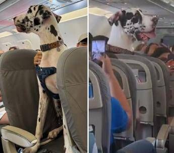 C'è un alano sull'aereo, il viaggio speciale con Horus C'è un alano sull'aereo, il viaggio speciale con Horus