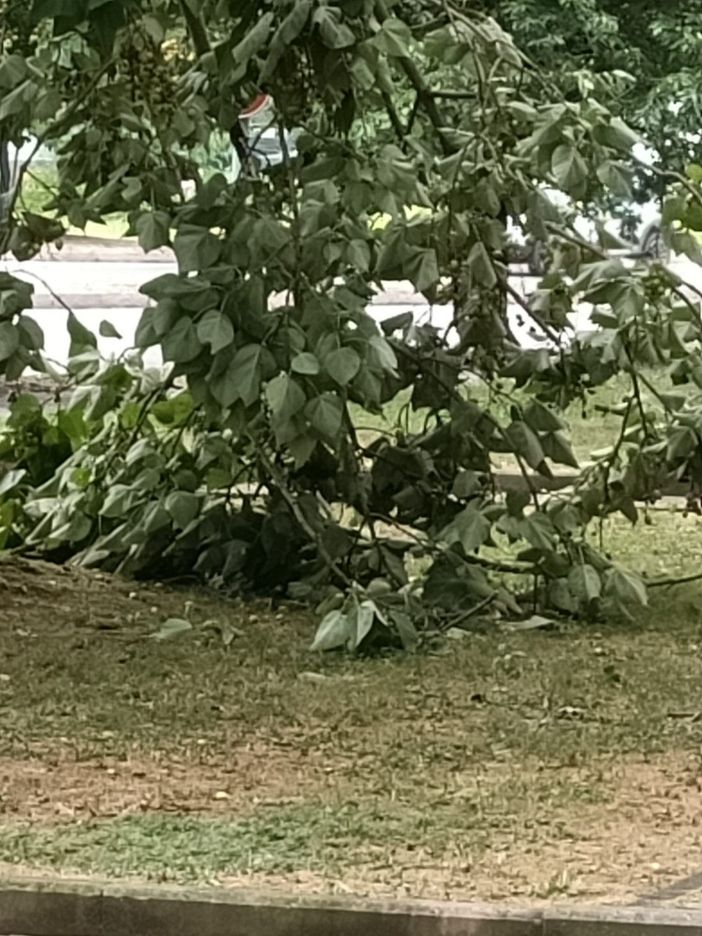 Alberi caduti o pericolanti un pò ovunque, a causa del forte vento Alberi caduti o pericolanti un pò ovunque, a causa del forte vento