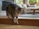 Confis e osteoartrite nel gatto, il supporto nutrizionale nella gestione quotidiana della mobilità Confis e osteoartrite nel gatto, il supporto nutrizionale nella gestione quotidiana della mobilità