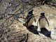 Pinguini sentinelle dell'ambiente in Patagonia, dotati di sensori rilevano inquinanti Pfas Pinguini sentinelle dell'ambiente in Patagonia, dotati di sensori rilevano inquinanti Pfas