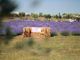 A giugno Roma si tinge di viola: torna la festa della lavanda al Lavandeto di Roma
