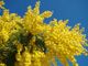 Le mimose, simbolo floreale dell'8 marzo Le mimose, simbolo floreale dell'8 marzo