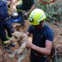 Il salvataggio dei due cagnolini Il salvataggio dei due cagnolini