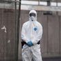 Hantavirus, l'esperta: "Non si rischia nuova pandemia, più letale ma diverso da Covid"