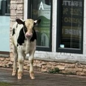 &quot;Cliente&quot; inatteso alle Gru: un vitello scappato da una cascina crea il panico a Grugliasco