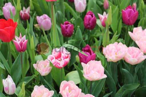 Primavera tutta rosa e fiori al Castello di Pralormo con la 26ª edizione di Messer Tulipano