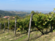 Vendemmia 2025: qualità in crescita tra DOC e DOCG piemontesi