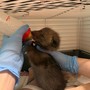 Emergenza cuccioli al centro animali di Grugliasco: finite le scorte di latte