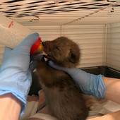 Emergenza cuccioli al centro animali di Grugliasco: finite le scorte di latte Emergenza cuccioli al centro animali di Grugliasco: finite le scorte di latte