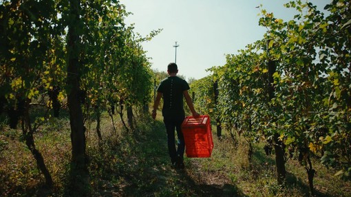 Dalle vigne al calice: la filiera corta di Cantina Clavesana Dalle vigne al calice: la filiera corta di Cantina Clavesana