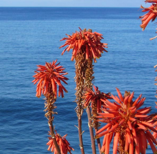 Aloe vera o Aloe Arborescens? Il naturopata Gianfranco Lanza ci illustra le proprietà della specie botanica più pregiata al mondo