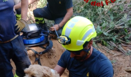 Il salvataggio dei due cagnolini Il salvataggio dei due cagnolini