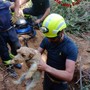 Il salvataggio dei due cagnolini Il salvataggio dei due cagnolini