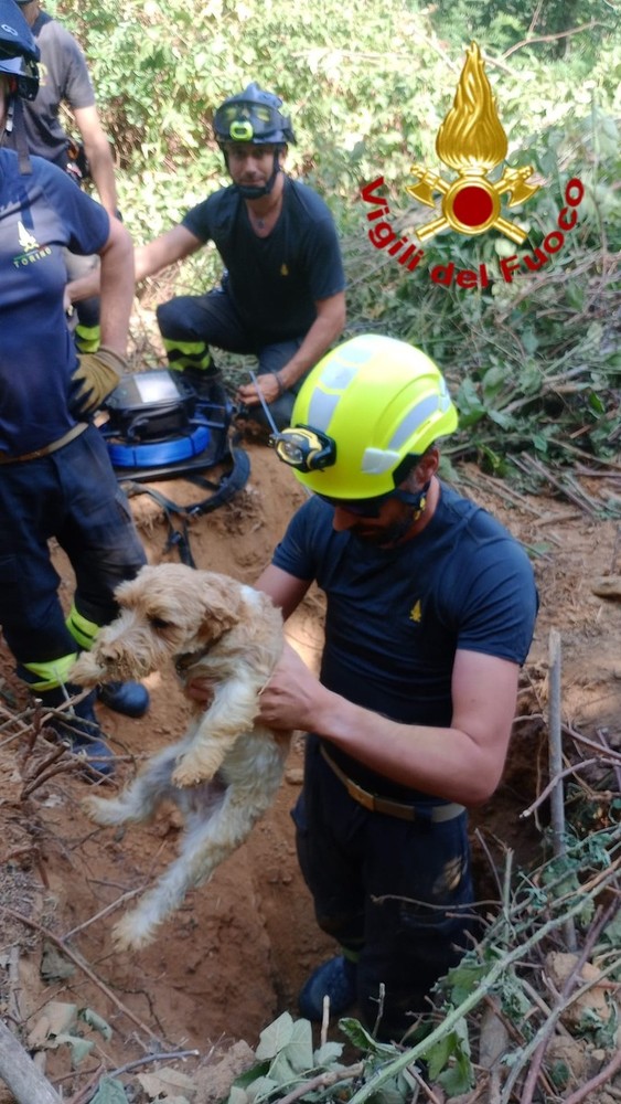 Il salvataggio dei due cagnolini Il salvataggio dei due cagnolini