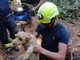 Il salvataggio dei due cagnolini Il salvataggio dei due cagnolini