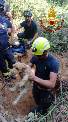 Il salvataggio dei due cagnolini Il salvataggio dei due cagnolini
