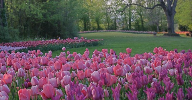 Rivoli celebra il Festival del Verde 2026: tra benessere a Villa Melano e biodiversità sulla Collina Morenica