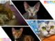 Partecipa al contest “Il misterioso mondo felino” con Petsfestival