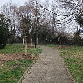 Piante malate, completata a Collegno la sostituzione dei pini al Villaggio Dora