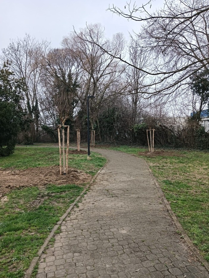 Piante malate, completata a Collegno la sostituzione dei pini al Villaggio Dora