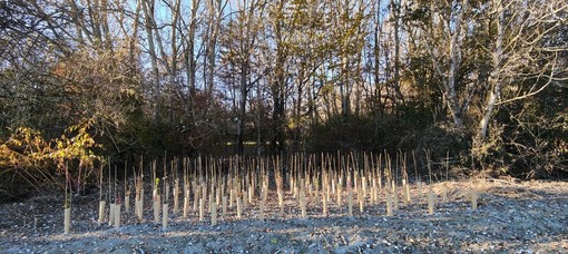 Immagine di repertorio