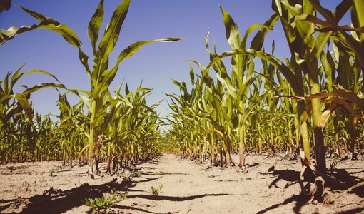 Emergenza idrica, il Piemonte dichiara lo stato di crisi: luglio tra i più secchi degli ultimi 70 anni