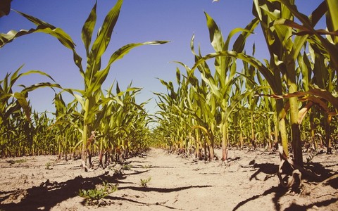Emergenza idrica, il Piemonte dichiara lo stato di crisi: luglio tra i più secchi degli ultimi 70 anni