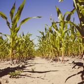 Emergenza idrica, il Piemonte dichiara lo stato di crisi: luglio tra i più secchi degli ultimi 70 anni Emergenza idrica, il Piemonte dichiara lo stato di crisi: luglio tra i più secchi degli ultimi 70 anni