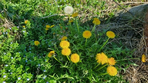 Tarassaco, ma anche dente di leone o soffione: storia, origini e segreti