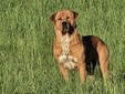 Ugo, il gigante buono Ugo, il gigante buono