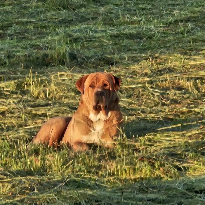 Ugo, il gigante buono Ugo, il gigante buono