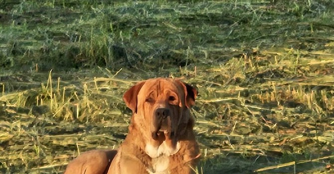 Ugo, il gigante buono Ugo, il gigante buono