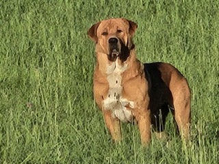 Ugo, il gigante buono Ugo, il gigante buono