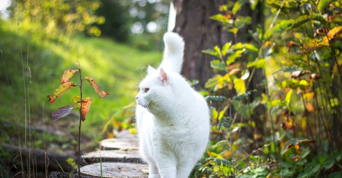 A Rivoli nasce la Consulta per i Diritti e il Benessere degli Animali