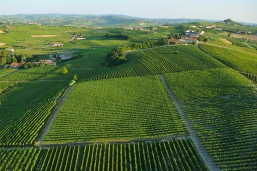 Il biologico piemontese cresce grazie alla cooperazione Il biologico piemontese cresce grazie alla cooperazione
