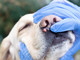 Metodi efficaci per difendere il cane dagli attacchi dei parassiti