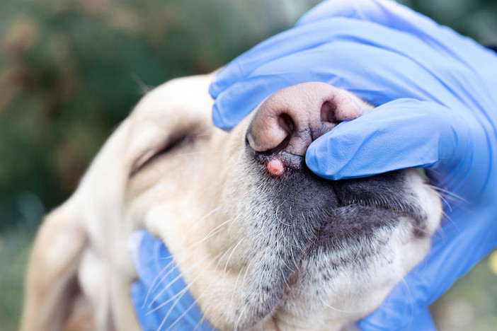 Metodi efficaci per difendere il cane dagli attacchi dei parassiti Metodi efficaci per difendere il cane dagli attacchi dei parassiti