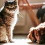 Scopriamo la forza dei fermenti lattici per la salute di cani e gatti Scopriamo la forza dei fermenti lattici per la salute di cani e gatti
