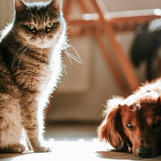 Scopriamo la forza dei fermenti lattici per la salute di cani e gatti