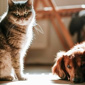 Scopriamo la forza dei fermenti lattici per la salute di cani e gatti Scopriamo la forza dei fermenti lattici per la salute di cani e gatti