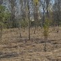 Caldo killer e siccità nel Torinese: è strage di giovani alberi piantati coi fondi PNRR
